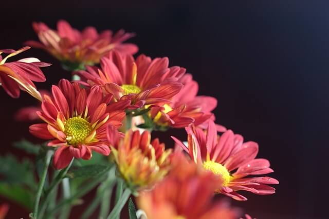 양산 예술제 행사기간 장소 행사일정 주차 안내