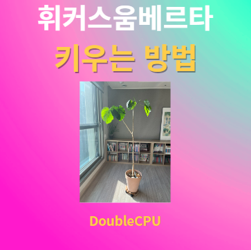 휘커스움베르타 키우기 물주기