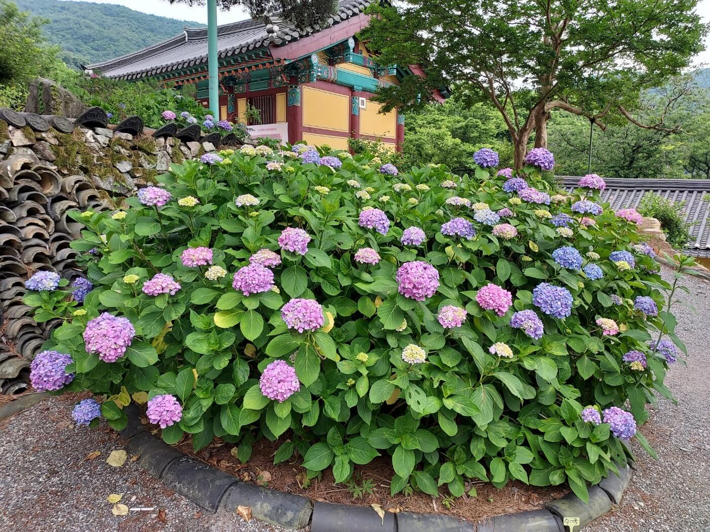 공주 계룡산 갑사 수국정원