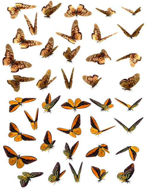 함평나비축제 기간 및 입장료