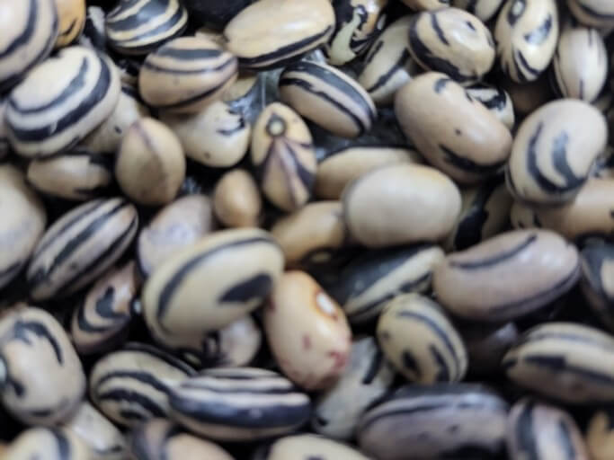 호랑이콩 효능 8가지와 보관법 및 부작용
