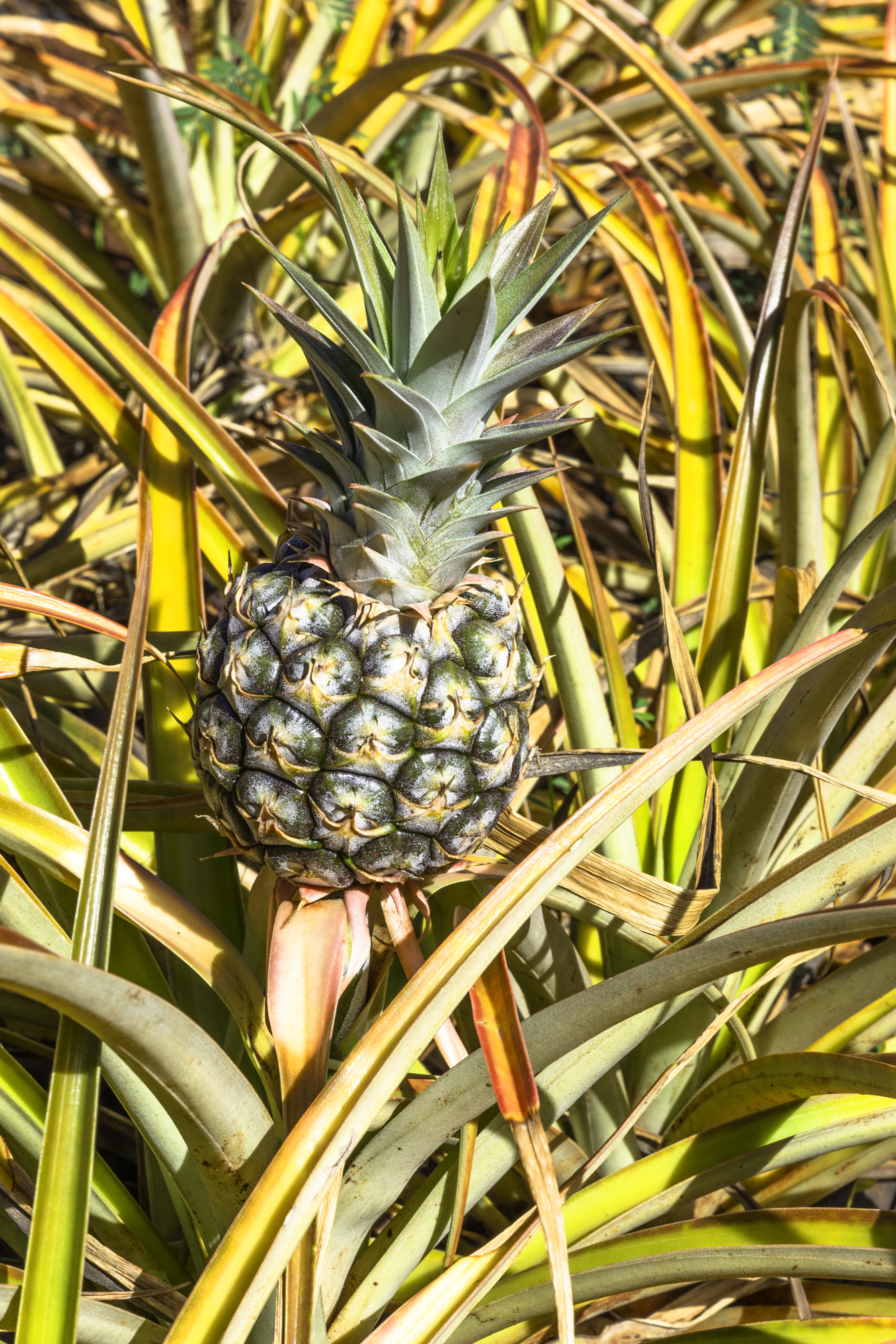 돌 플랜테이션 파인애플