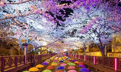 진해군항제 벚꽃 축제