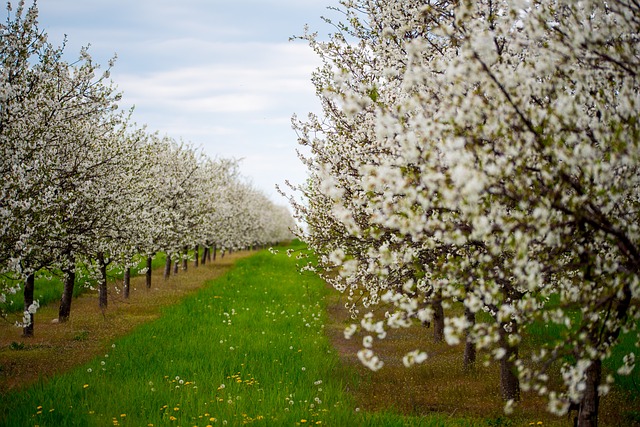 벚꽃 개화시기 2024