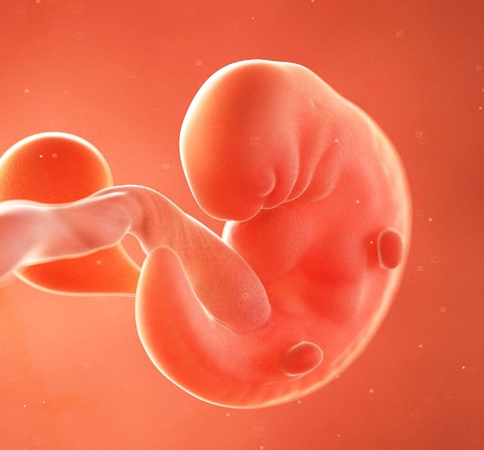 임신 6주차 증상 및 6주차 태아 아기집 크기