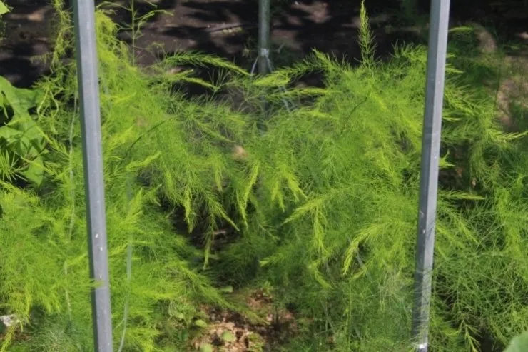 아스파라거스 재배 이식 시기 순 수확 내한성 관리_2