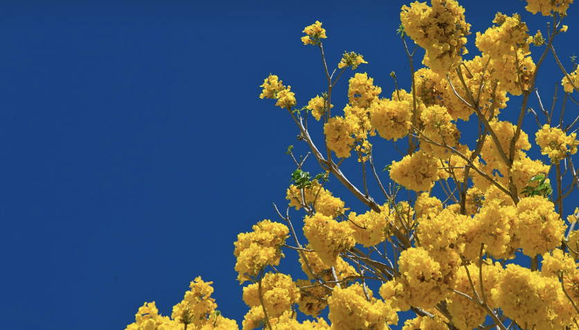 봄맞이 다이어트: 활동량이 늘어나는 계절, 효과적인 감량법