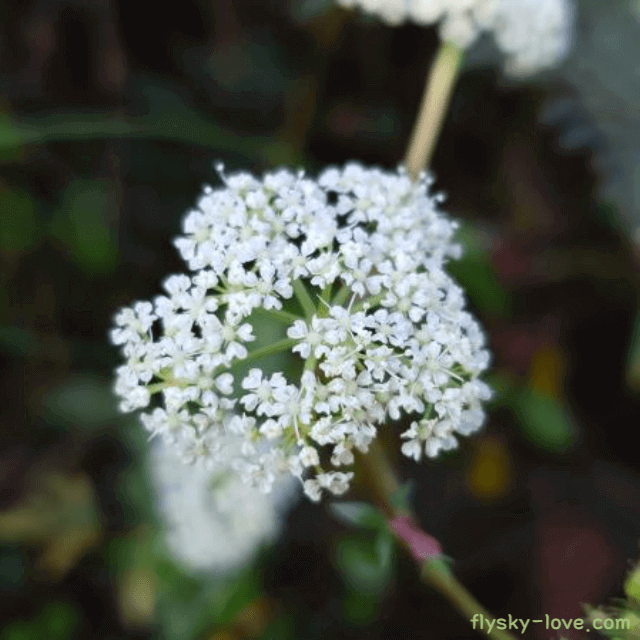 혈액순환에 좋은 천궁