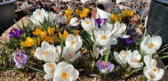 크로커스 꽃 키우기 구근 심기 꽃말 월동 똥손도 잘키우는 팁_3