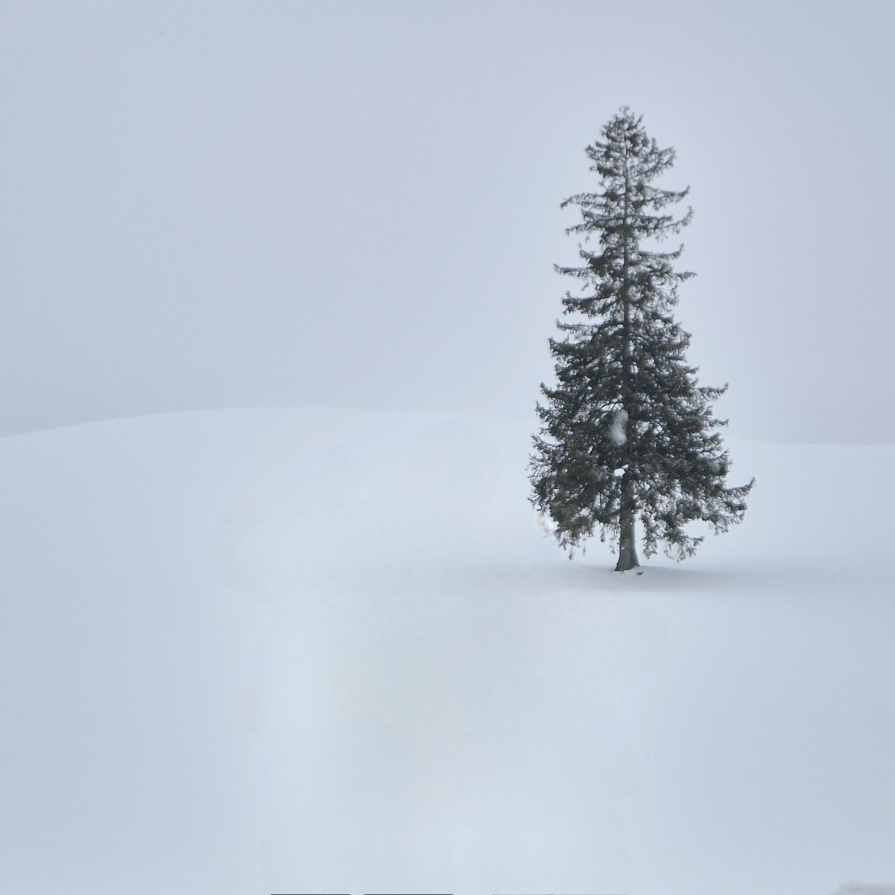 크리스마스 트리의 나무