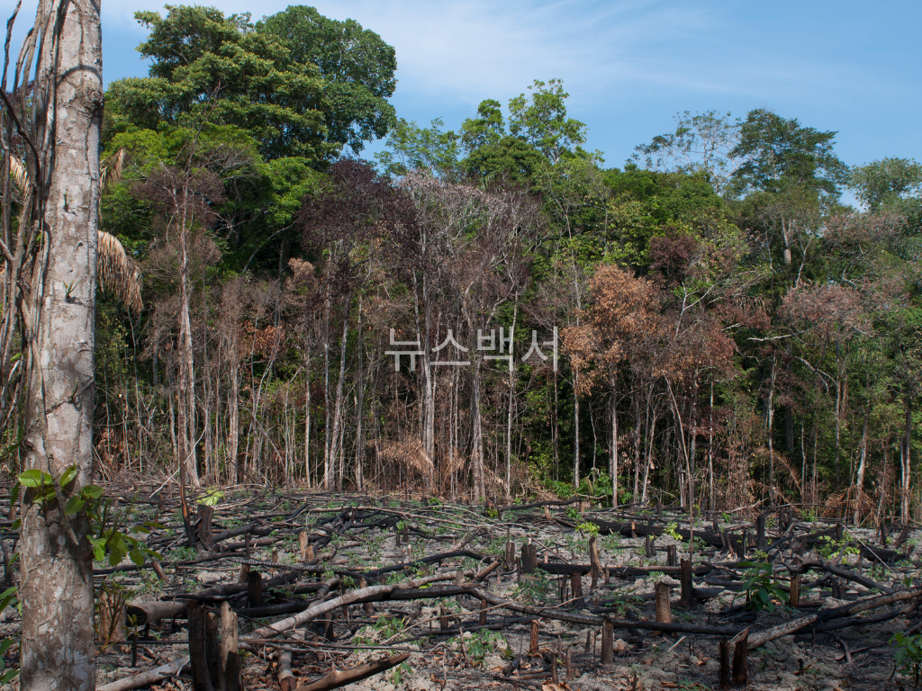 숲이 사라지는 이유 – 벌목, 화재, 그리고 소비 패턴