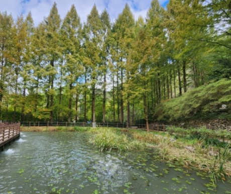  대전 장태산 자연휴양림 메타세콰이어숲 