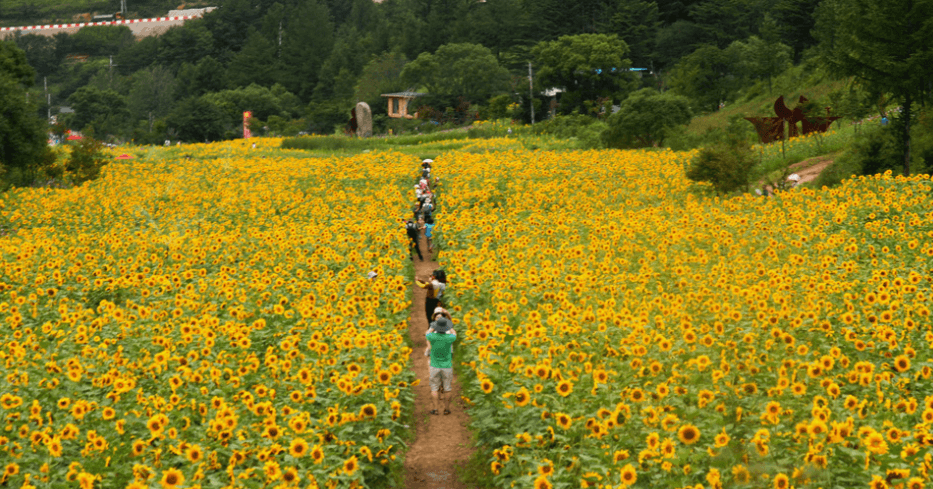 ํ๋ฐฑ-ํด๋ฐ๋ผ๊ธฐ-์ถ์ -์ ๋ณด