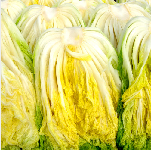 절임배추 물빼는 과정