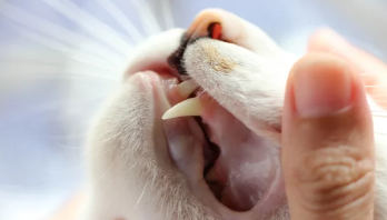 고양이 구내염/출처:어도비스톡