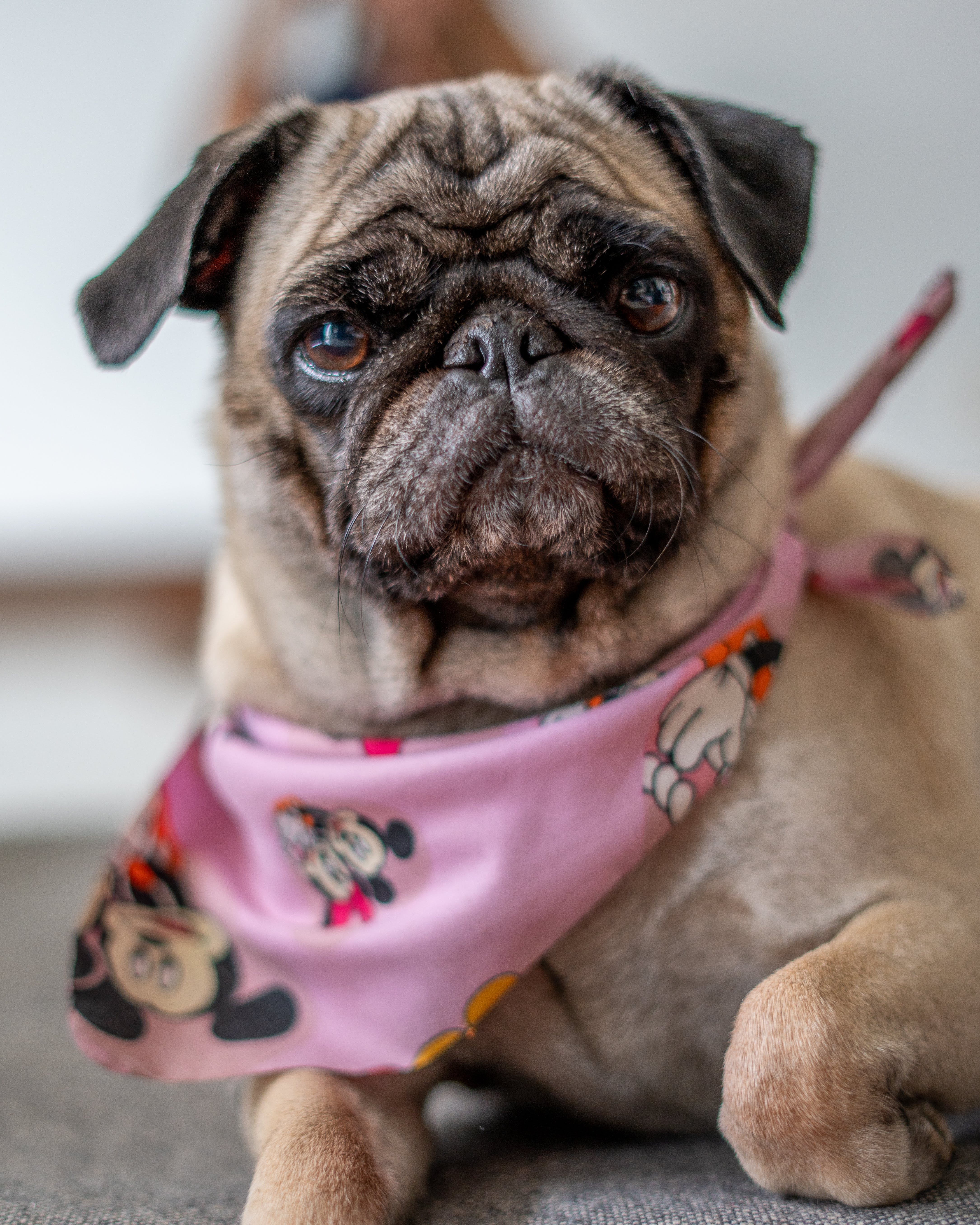 몸이-안좋은-퍼그