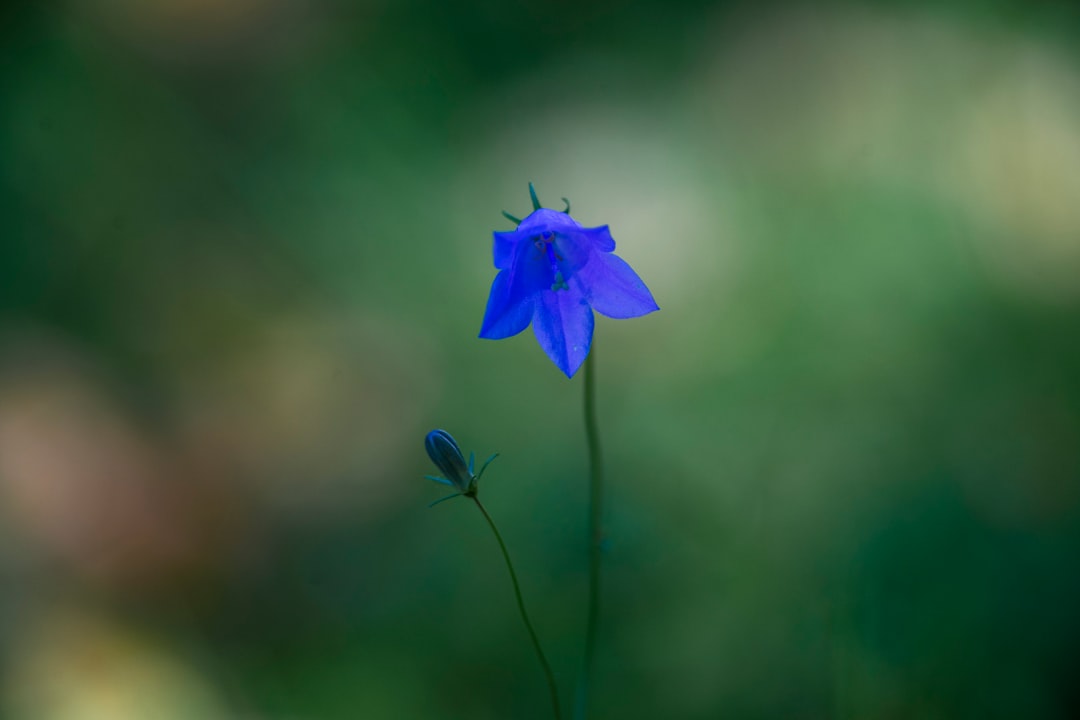 Campanula