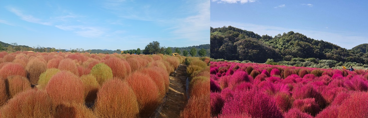임진각 댑싸리 공원
