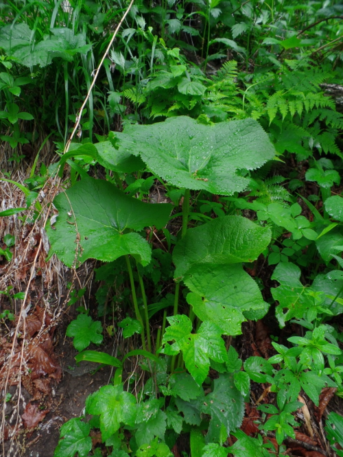 선달산 산행에서 만난 싱싱한 자연산 곰취 모습