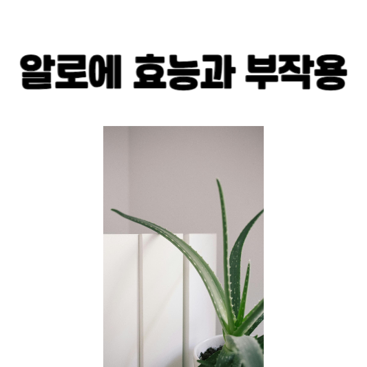 알로에 효능과 부작용