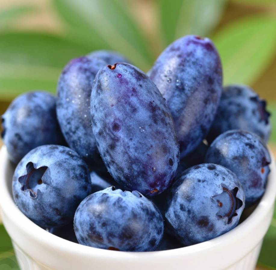 하스카프베리 효능 및 하스카프베리즙 추천 올바른 선택기준 NFC 착즙 방식 WCS 비교 정리