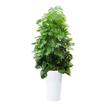 집들이 선물 식물추천 키우기쉬운 종류 물주기 빛관리 가이드_10