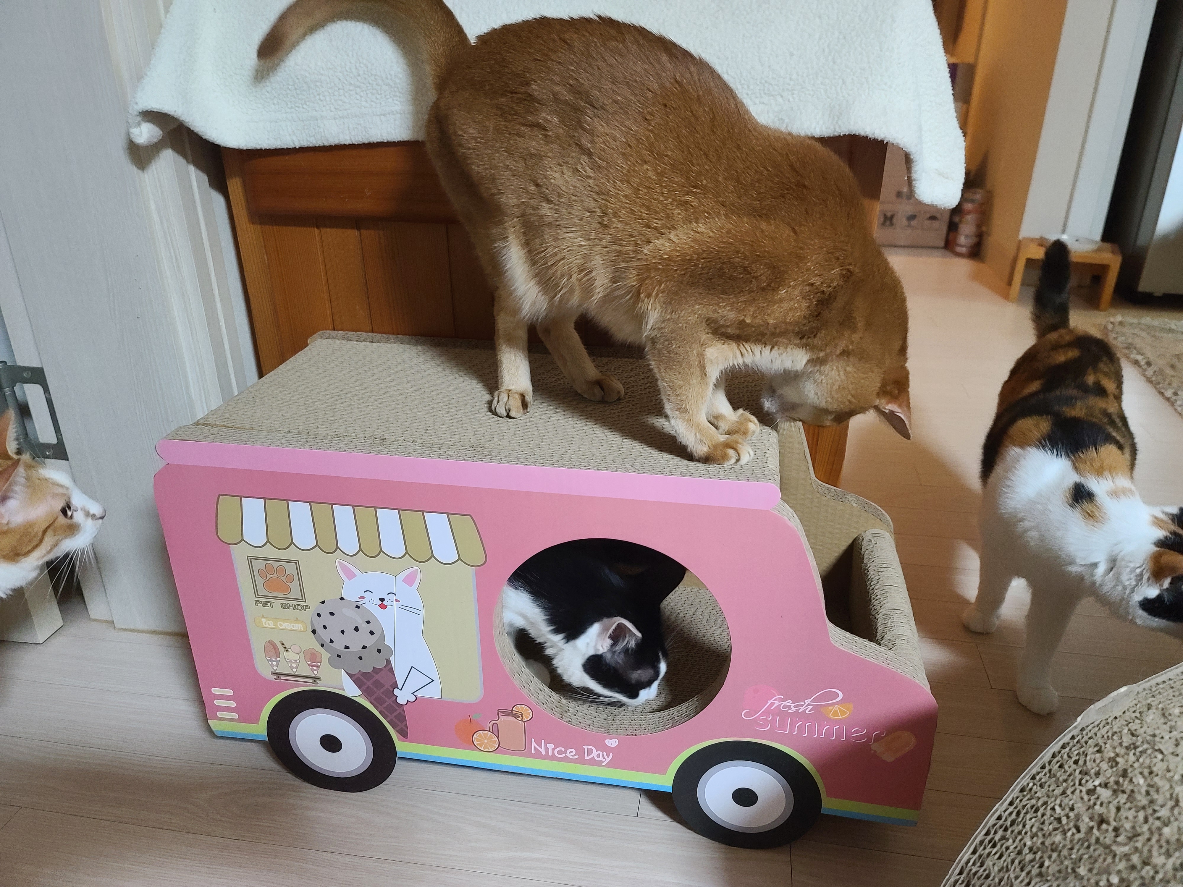 고양이들 스크래쳐를 교체했다.(자동차스크래쳐,침대형스크래쳐)