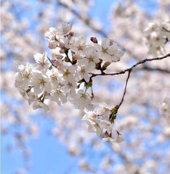 2025 - 부산의 벚꽃 개화시기