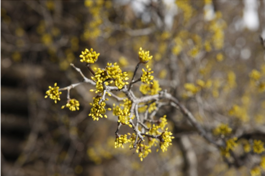구례 산수유 꽃 축제