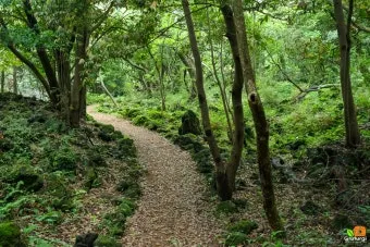 제주 곶자왈 숲길 산책 원시림 초록 힐링 여행_17