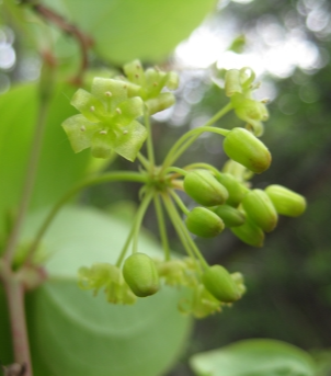 청미래덩굴 꽃2