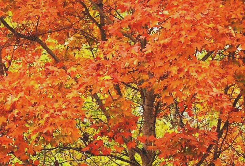 고로쇠물 효능 부작용 유통기한 먹는방법 구입방법 채취방법