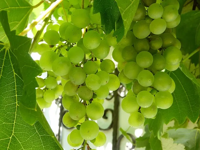 당뇨 관련 이미지 12