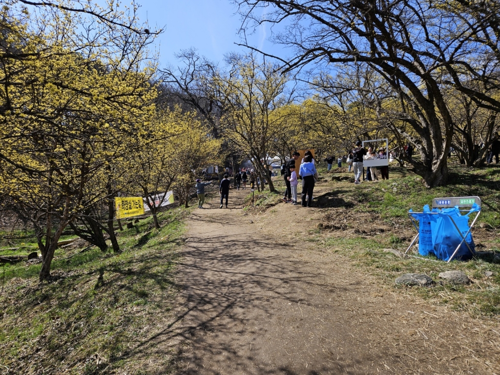 2025 이천백사 산수유꽃 축제 총정리