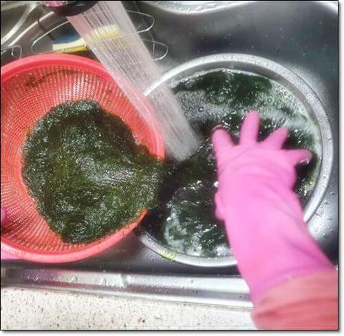 감태 씻는 여성