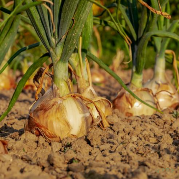 양파 효능│ 양파의 효능 알고 드세요!