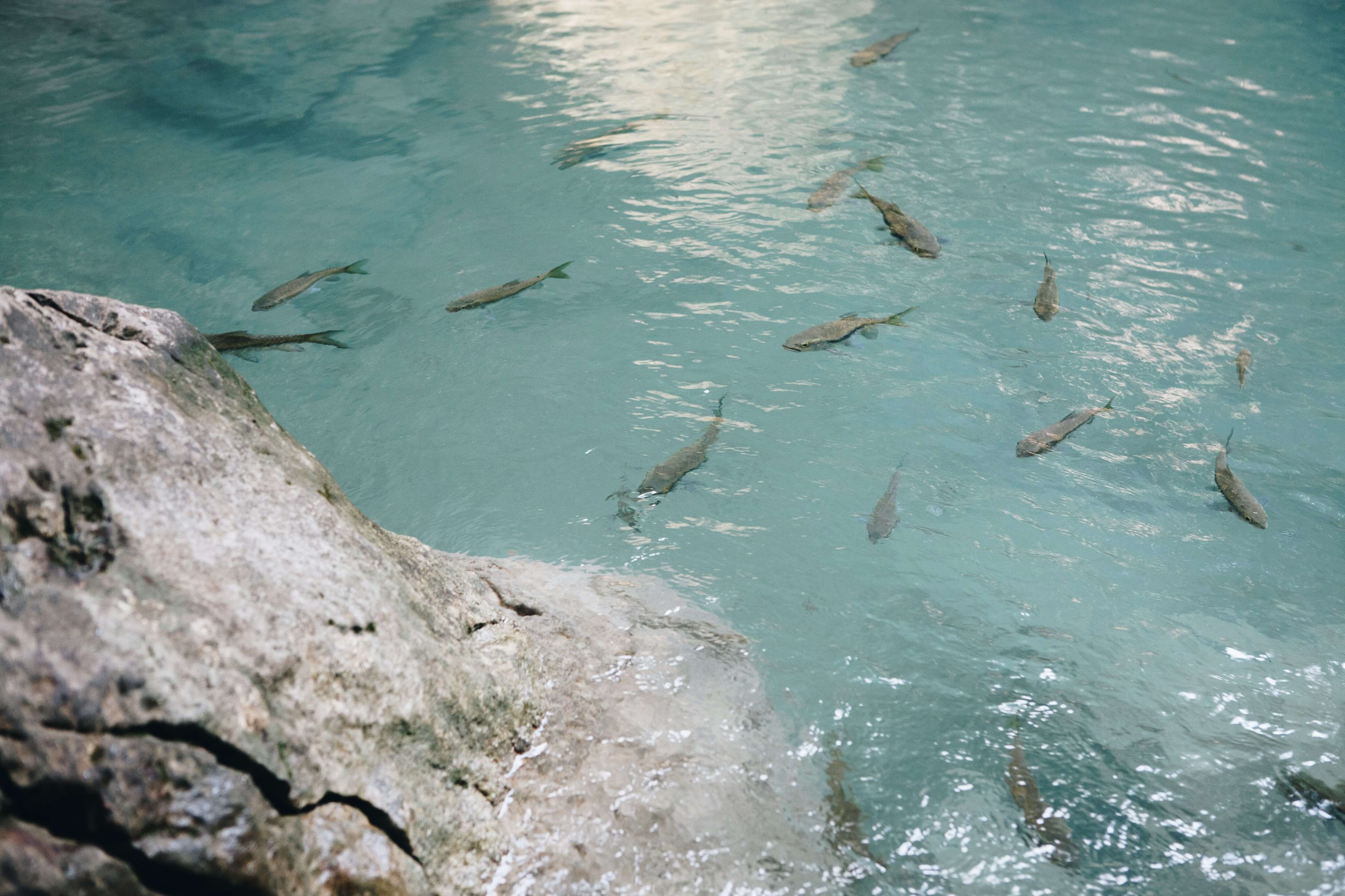 안성 동막골 빙어 축제
