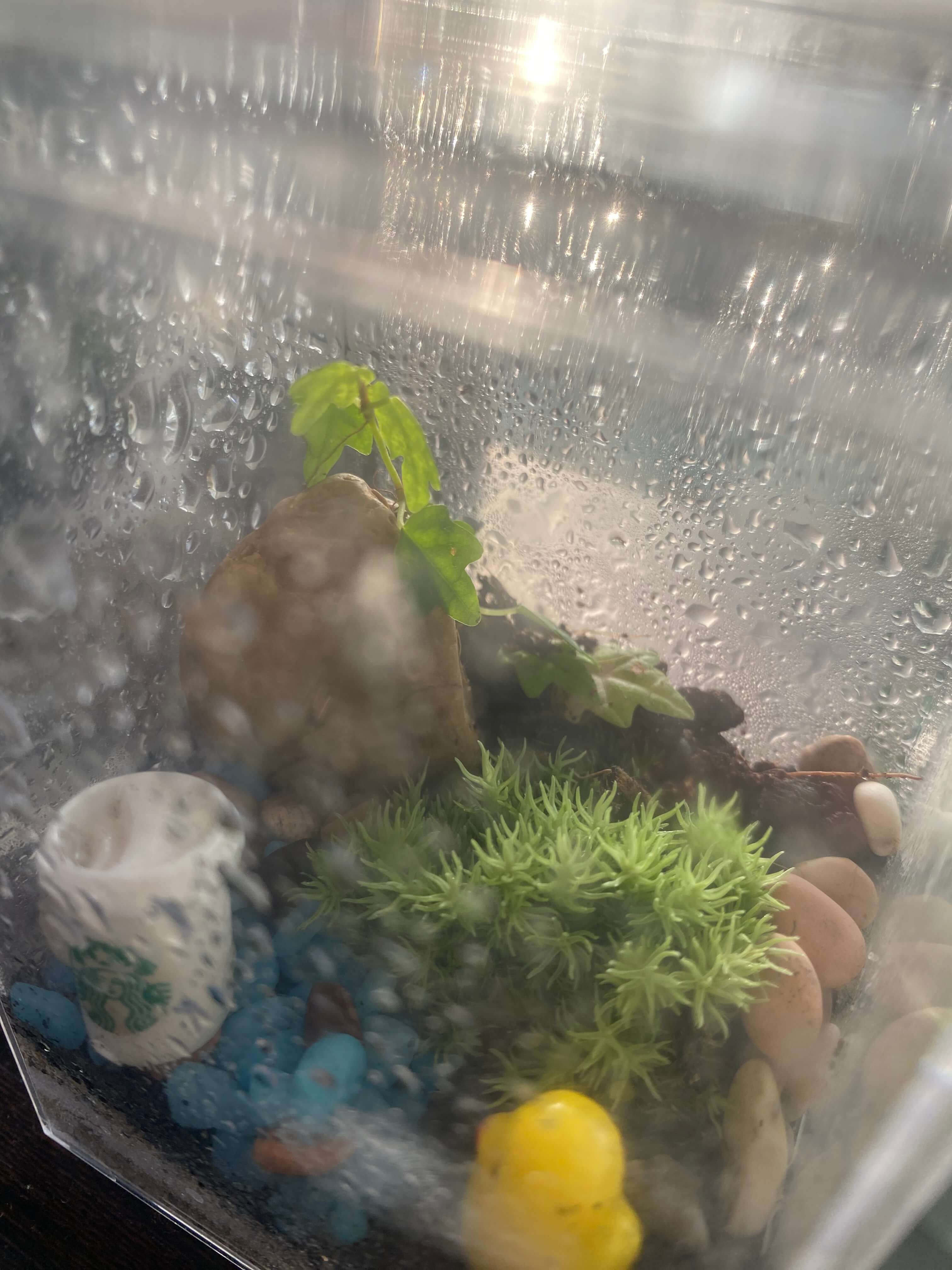 제주애기모람과 다른 동식물로 테라리움 구성시 어울리는 조합 정리