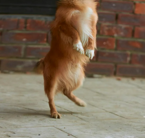 강아지 다리 경련 떨림 vs 발작 위험 이유 5가지와 관리법