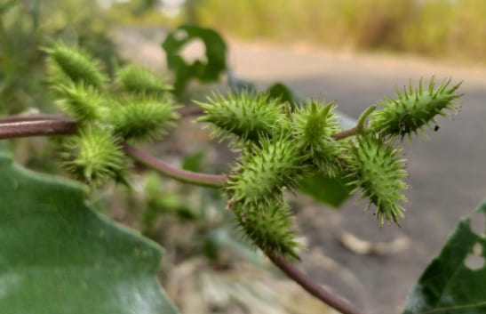 도꼬마리, 창이자
