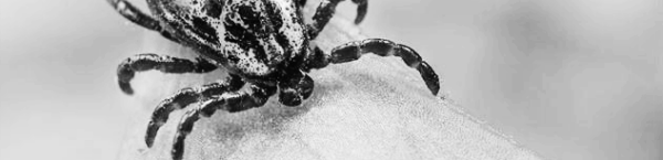 진드기 퇴치법 ❘ 진드기 퇴치제