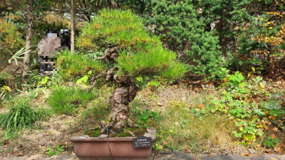 단풍명소_화담숲_분재원