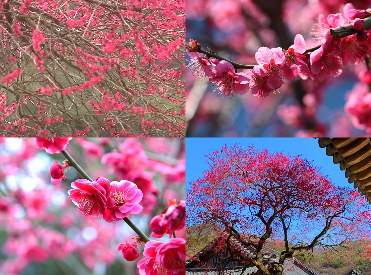 화엄사 홍매화 개화시기