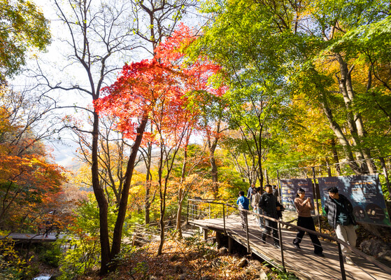 화담숲 예약하기 &amp;#124; 100% 성공하는 팁