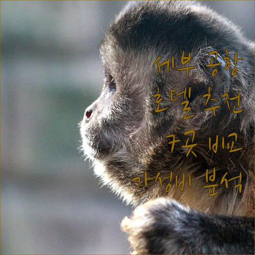 세부 공항 근처 호텔 추천 7곳 가격..