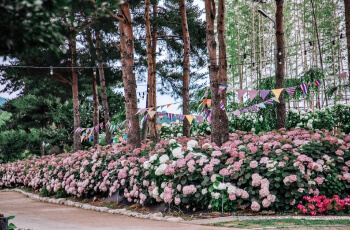 공주 수국축제 유구 색동 수국 정원_3