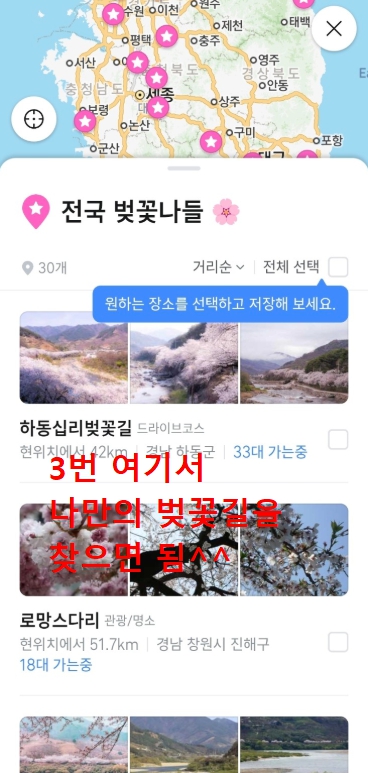 티맵으로 벚꽃 명소 찾는 방법
