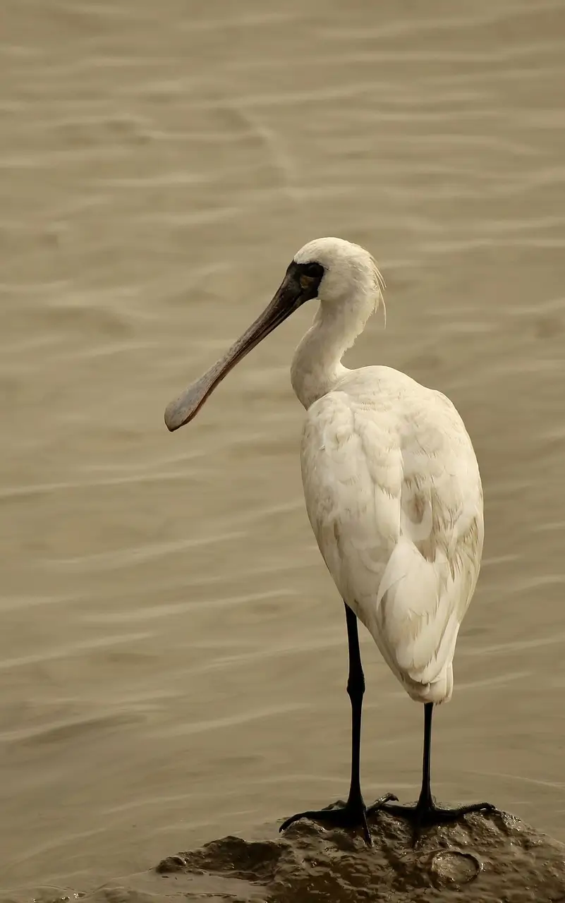 검은부리저어새(Black-faced Spoonbill)가 갯벌에서 서식하는 모습