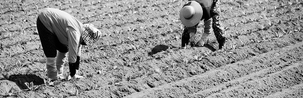 공익직불금 신청자격: 지급 금액