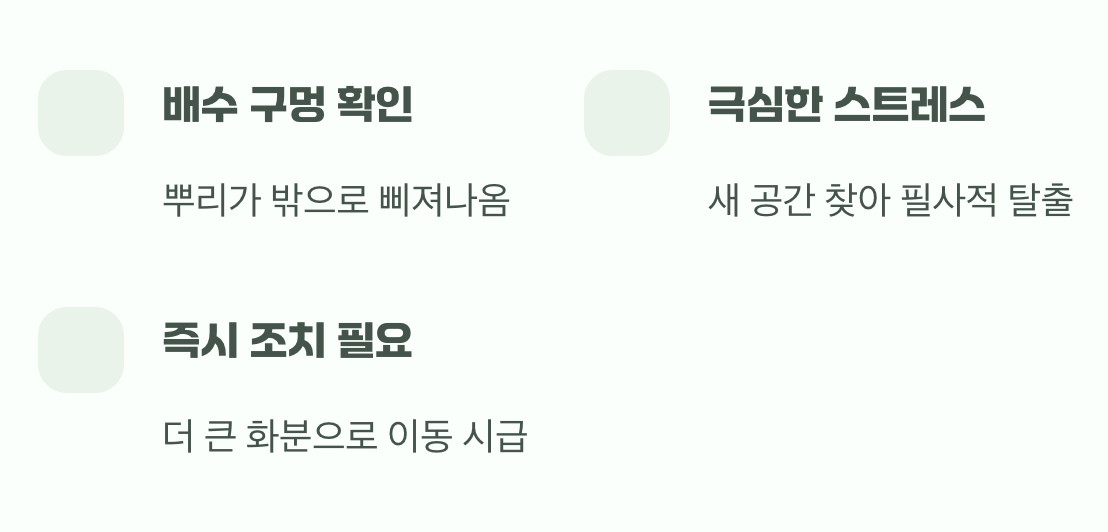 화분 밑으로 탈출하는 뿌리들